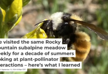 A white-shouldered bumblebee, Bombus appositus visits the flowers of a goldenbanner. Julian Resasco, CC BY-ND